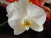 PICT4056.webp