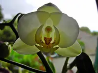 PICT4067.webp
