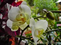 PICT4154.webp