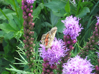 IMG_2105.webp