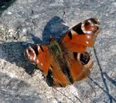 2009KW18_schmetterling.webp