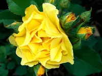 2009KW22_gbRose.webp