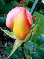2009KW22_glroRose.webp