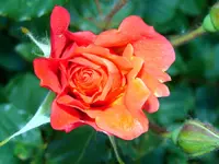 2009KW22_oraRose.webp