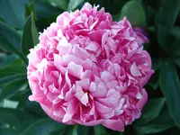 2009KW22_rosaPfrose.webp