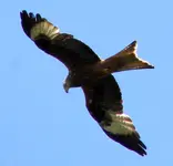 2009KW22_vogel.webp