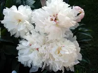 2009KW22_wsPfrose.webp