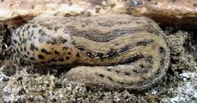 2009KW23_Schnecke.webp