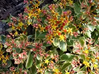 2009KW23_Sedum.webp