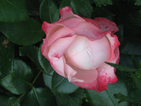 IMG_2109.webp