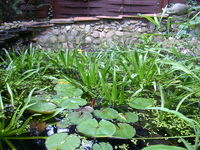 Juli-teichpflanzen2.webp