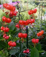 2009  Garten -7-3 Tigerlilie 004-1 .webp