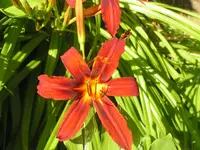 2009  Garten -7-2 011.webp