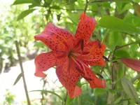 2009  Garten -7-2 022.webp