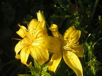 2009  Garten -7-2 012.webp