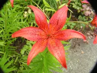 2009  Garten -7-2 062.webp