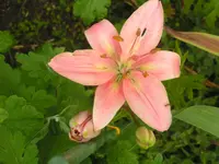 2009  Garten -7-1 059.webp