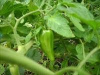 coole tomate.webp