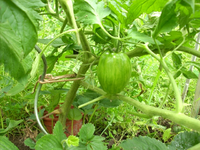 coole tomate2.webp