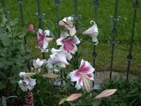 DSCN7352.webp