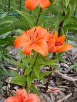 DSCN7356.webp