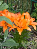 DSCN7355.webp