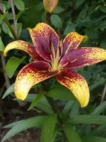 Brunnenwiese 8.webp