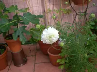 Garten Juli7 005.webp