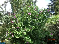 13.07.2009 044.webp