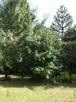 13.07.2009 045.webp