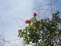 13.07.2009 059.webp