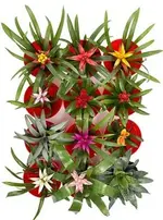 Bromelien.webp