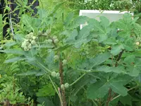 DSCF9283.webp