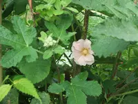 DSCF9284.webp