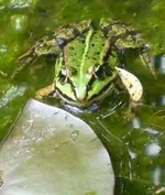 Frosch.webp