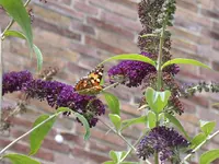 DSCN7393.webp