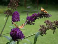 DSCN7418.webp