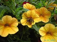 PICT4289.webp