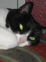 Katzen 008.webp