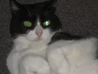 Katzen 011.webp