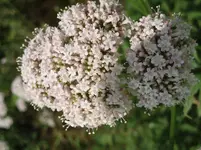 P6290484.webp