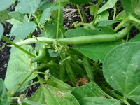 Buschbohnen.webp