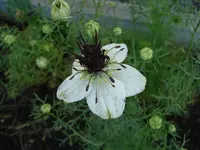 Jungfer im Gr..webp