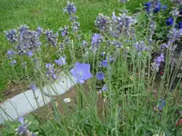 Lavendel flirtet mit Glockenblume.webp