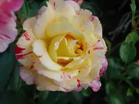 Malerrose.webp