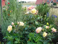 Malerrose 2.webp