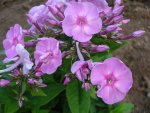 Phlox.jpg