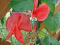 rote Duftwicke.webp