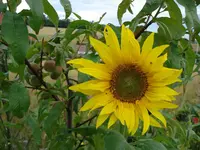 Sonnenblume im Baum.webp
