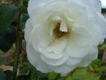 Strauchrose Schneewittchen.jpg